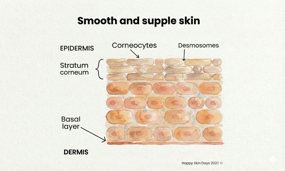 What Is your skin barrier?