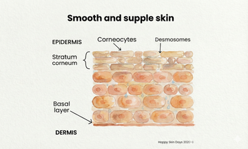 What Is your skin barrier?