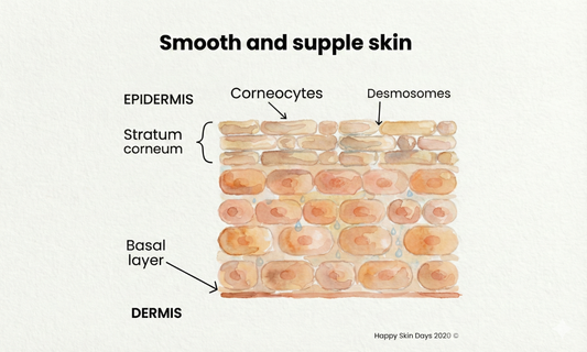 What Is your skin barrier?